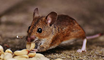 24 Hour & Emergency Exterminators in Metuchen, NJ